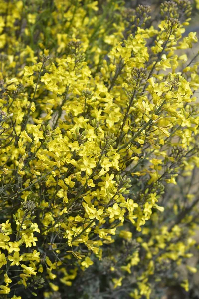 Curly Kale Yellow Flowers Latin Name Brassica Oleracea Var Sabellica — Stock Photo, Image