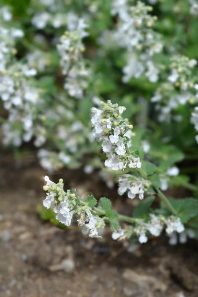 Catmint Snowflake Leaves Small White Flowers Latin Name Nepeta Racemosa — Stok fotoğraf