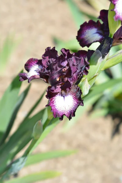 Промежуточные Цветы Iris Spectator Латинское Название Iris Spectator — стоковое фото