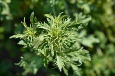 İğnelik çiçeği Sihirli Gece yaprakları ve çiçek tomurcuğu - Latince adı - Scabiosa atropurpurea Sihirli Gece