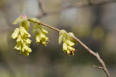 Çiçekli Spike cadı fındığı dalı - Latince adı - Corylopsis spicata