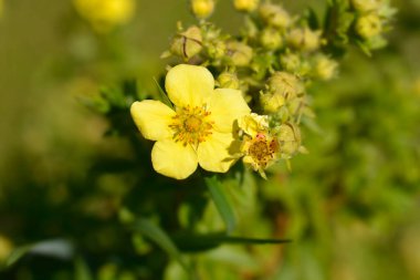 Beyaz Çalı Cinquefoil çiçek - Latince adı - Potentilla fruticosa