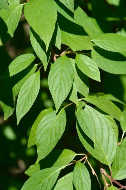 White dogwood branch with leaves - Latin name - Cornus alba
