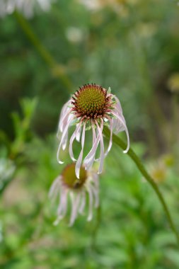 Hula dansçısı çiçekleri - Latince adı - Echinacea pallida Hula Dansçısı