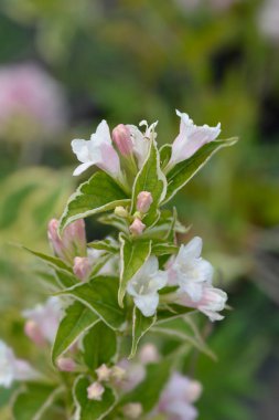 Değişik Weigela çiçekleri - Latince adı - Weigela florida Nana Variegata