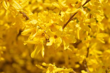 Ağlayan sarı çiçekler - Latince adı - Forsythia asması