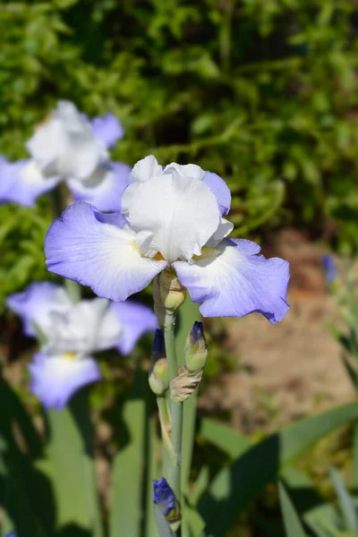 Große Bärtige Iris Fujis Mantle Blüten Lateinischer Name Iris Barbata — Stockfoto