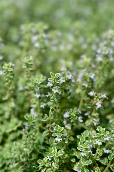Silver Queenthyme Small Flowers Latin Name Thymus Citriodorus Silver Queen — Stock Photo, Image