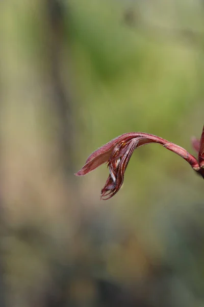 Japon Maple Bloodgood Yeni Yaprakları Latince Adı Acer Palmatum Bloodgood — Stok fotoğraf