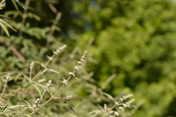 Lilac Chaste Tree Branch Flower Buds Latin Name Vitex Agnus — Stock Photo, Image