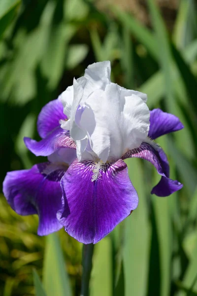 Iris Barbuto Alto Elizabeth Noble Fiore Nome Latino Iris Barbata — Foto Stock
