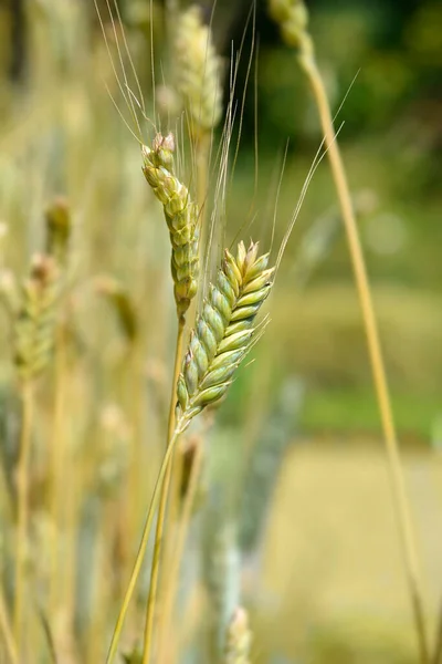 Durum Wheat Latin Name Triticum Durum — Stockfoto