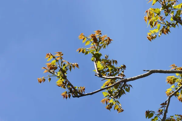 Arbre Des Branches Célestes Avec Nouvelles Feuilles Contre Ciel Bleu — Photo