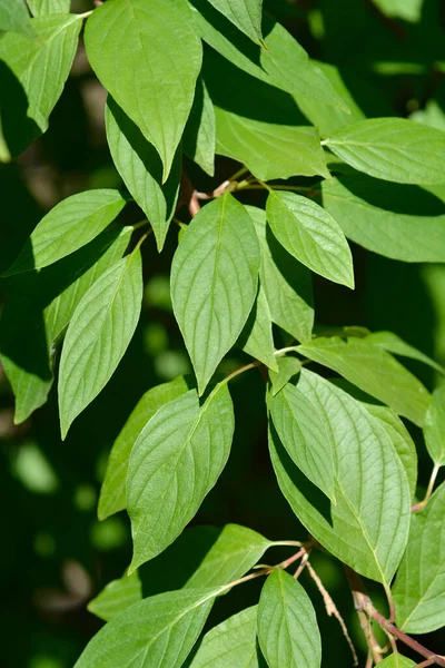 White Dogwood Branch Leaves Latin Name Cornus Alba — Stockfoto
