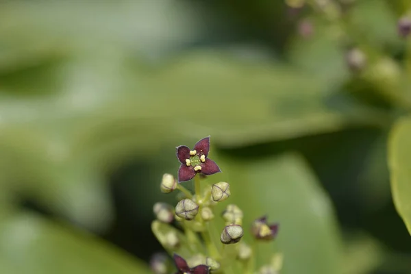 Flores Pequeñas Laurel Japonés Nombre Latino Aucuba Japonica — Foto de Stock