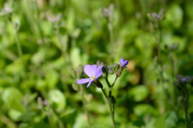 Mor rock cress çiçekleri - Latince adı - Aubrieta deltoidea