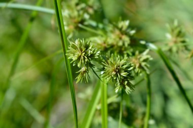 Tall flatsedge - Latin name - Cyperus eragrostis