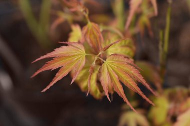 Katsura Japon akçaağacı Latince adı Acer palmatum Katsura 'dan ayrılıyor