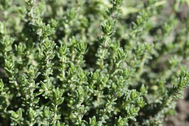 Faustini kekik yaprakları - Latince adı - Thymus vulgaris Faustini