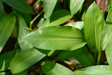 Vahşi sarımsak yaprakları - Latince adı - Allium ursinum