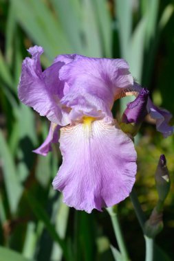 Uzun sakallı bir iris Pembe Plume 'nin yakın plan fotoğrafı - Latince adı - Iris Barbata elatior Pembe Plume