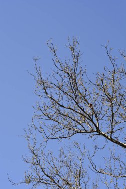 London plane branch with buds against blue sky - Latin name - Platanus x hispanica