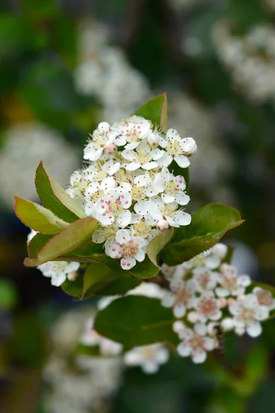Black Chokeberry White Flowers Latin Name Aronia Melanocarpa — ストック写真