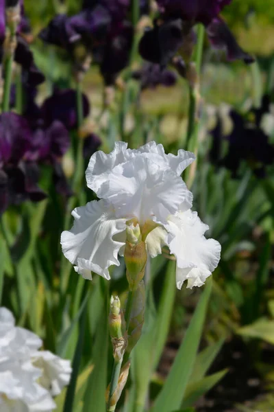 Tall Bearded Iris Madeira Belle Flowers Latin Name Iris Barbata — Stockfoto