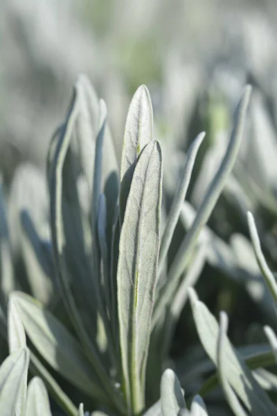 Common Lavender Leaves Latin Name Lavandula Angustifolia — 스톡 사진