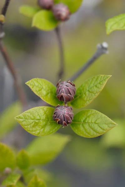 Carolina Allspice Flower Buds Nome Latino Calycanthus Floridus — Fotografia de Stock
