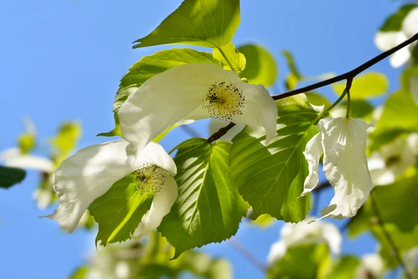 Handkerchief Tree Branch Flowers Blue Sky Latin Name Davidia Involucrata — Photo