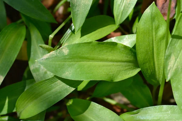 Wild Garlic Leaves Latin Name Allium Ursinum — Stock Photo, Image