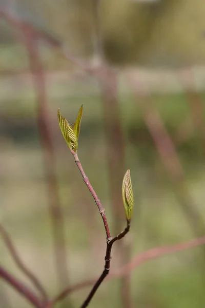 Stiff Dogwood Branch New Leaves Latin Name Cornus Stricta — Stock Photo, Image