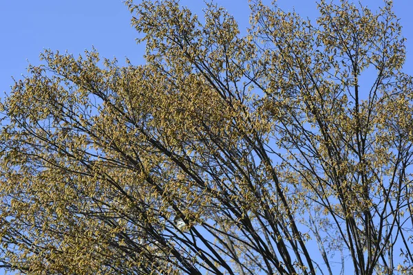 Hornbeam Fastiegata Branches New Leaves Flowers Latin Name Carpinus Betulus — Stock Photo, Image