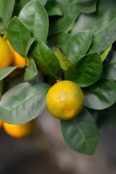 Calamansi Branches Leaves Fruit Latin Name Citrus Microcarpa — 图库照片