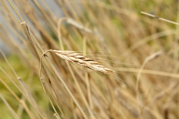 Polish Wheat Latin Name Triticum Polonicum — Stock Photo, Image