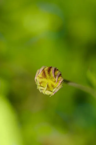 Sneezefweed Tom Μπουμπούκι Λουλουδιών Λατινική Ονομασία Helenium Tom — Φωτογραφία Αρχείου