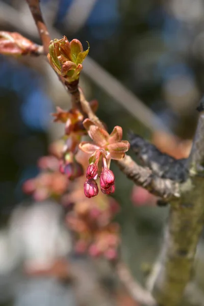 Japanese Flowering Cherry Kanzan Branches Flower Leaf Buds Latin Name — 스톡 사진