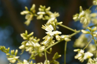 Japanese pagoda tree branches with flowers - Latin name - Sophora japonica