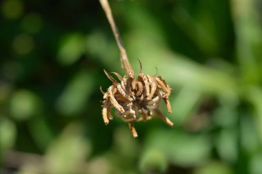 Bahçe kadife tohumları - Latince adı - Calendula officinalis