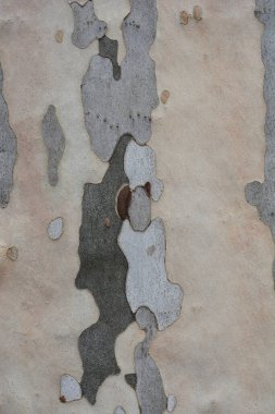 Londra uçak kabuğu detayı - Latince adı Platanus x hispanica (Platanus x acerifolia)