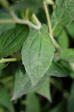 Deams yaprakları - Latince adı - Rudbeckia fulgida var. deamii (Syn. Rudbeckia deamii)