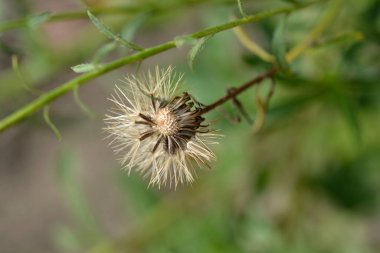 Limon sarısı sahte altın tohumu başı Latince adı Heterotheca kampporum var. glandulissimum
