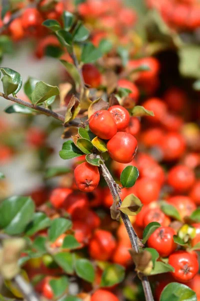 Blackburn Cranberry Cotoneaster Vörös Bogyókkal Latin Név Cotonter Apiculatus Blackburn — Stock Fotó