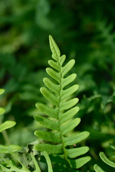 Common Polyoidy Leaves Latin Name Polypodium Vulgare — стоковое фото