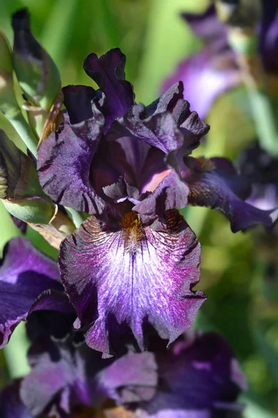 Uzun Sakallı Iris Çiçeği Latince Adı Iris Barbata Elatior Baltık — Stok fotoğraf