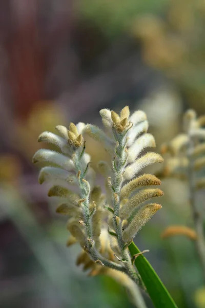 Kangaroo Paw Flower Buds Latin Name Anigozanthos Hybrids — Stockfoto
