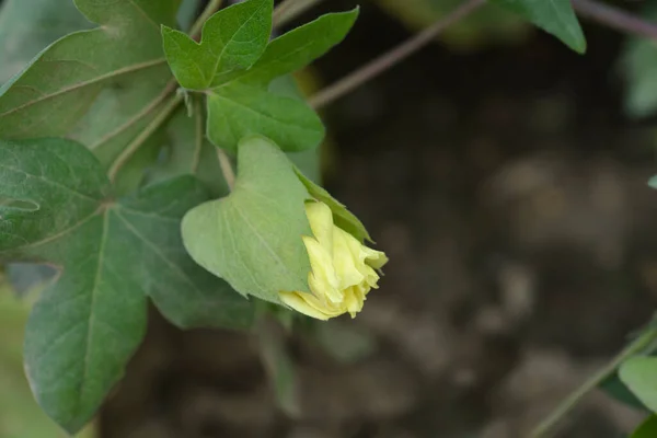 Листки Бавовни Квіткова Латинська Назва Gossypium Herbaceum — стокове фото