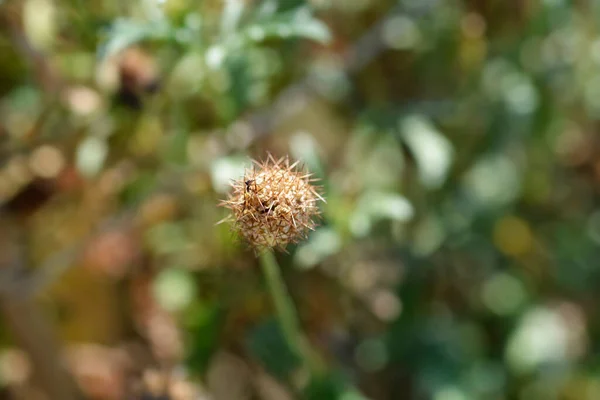 Pincushion Flower Magic Night Seed Head Latin Name Scabiosa Atropurpurea — стокове фото