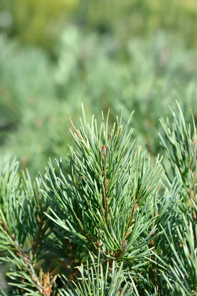 Walter Pine Латинское Название Pinus Sylvestris Watereri — стоковое фото